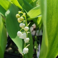 Convallaria majalis